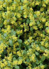 Sedum emarginatum 'Eco-Mt Emei'